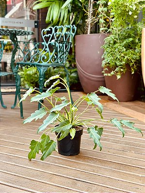 DLI - Plantas