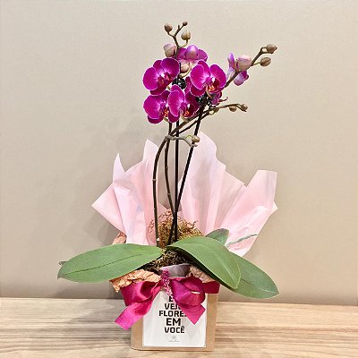 Orquídea Mini