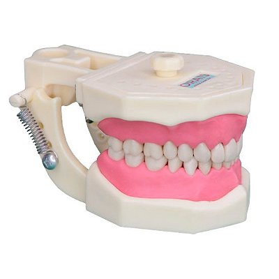 Manequim de Dentística - Orais