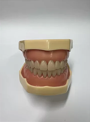 Manequim Dentística Modelo 2000 32 Dentes Cor 66 - Mom