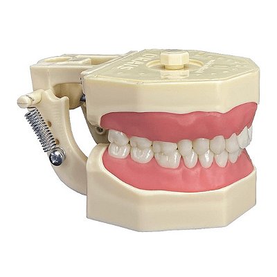 Manequim de Dentística Cor 05 - Orais