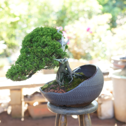 Vasos de bonsai
