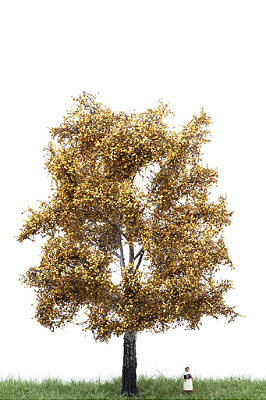 White poplar Outono 18 cm