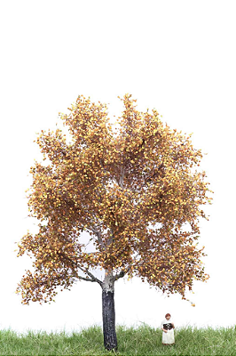 White poplar Outono 15 cm