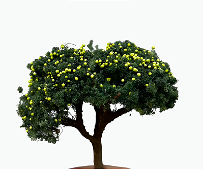 Limoeiro