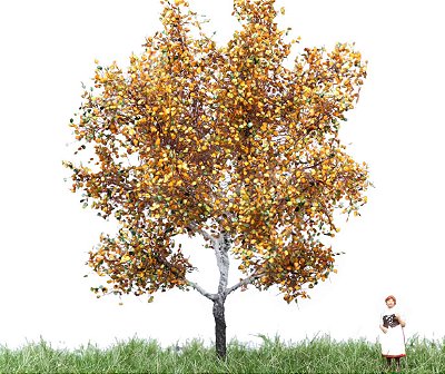 White Poplar 12 cm