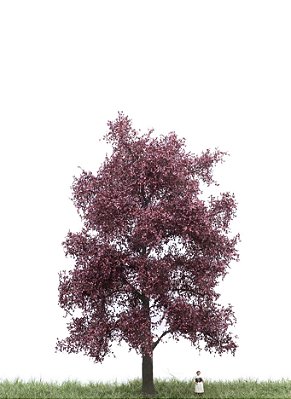 Blutbuche 18 cm