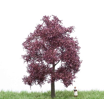 Blutbuche 12 cm