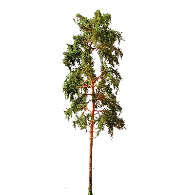 Pinheiro 29 cm