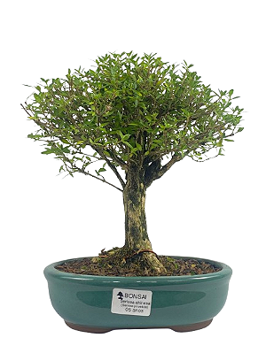 Serissa Chinesa Phoetida  5 anos ( 25 cm) Florescendo