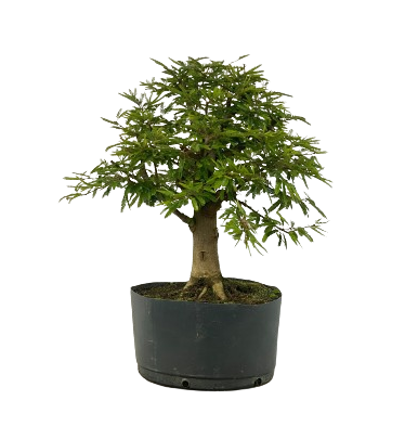 Pré Bonsai de Calliandra Rosa  5 Anos ( 40 cm )