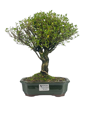 Serissa Chinesa (Phoetida)  5 anos ( 30 cm) Florescendo