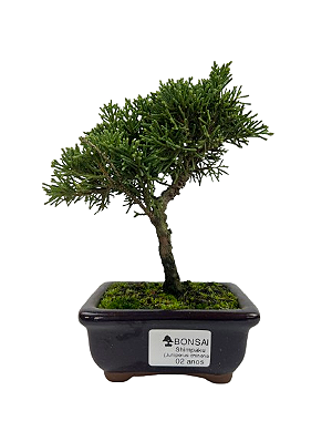 Bonsai de Junípero Shimpaku 2 anos (18 cm)