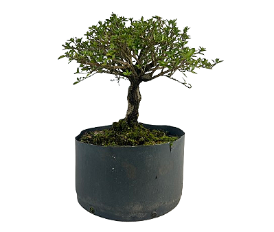 Pré Bonsai de Serissa  (Phoetida) 4 anos (30 cm)