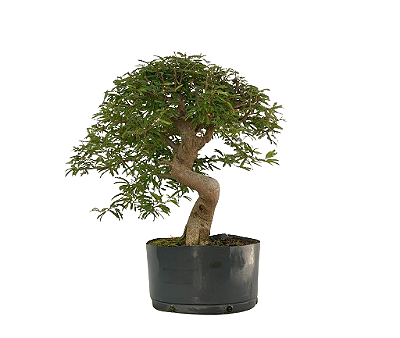 Pré Bonsai de Calliandra 9 Anos (53 cm) com Movimento
