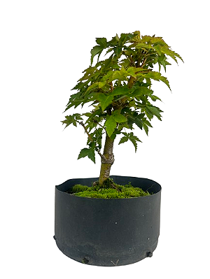 Pré Bonsai de Acer Palmatum ( Momiji ) 4 anos (28 cm)