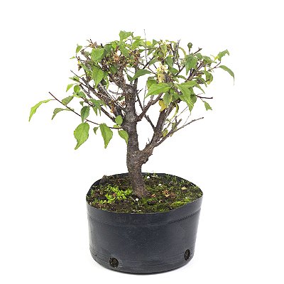 Pré Bonsai de Sakurá 5 anos (32 cm)