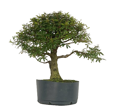 Pré Bonsai de Calliandra 9 Anos (53 cm) com Movimento