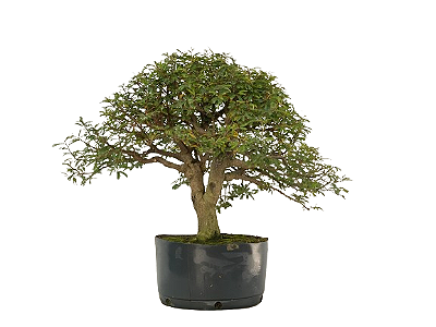 Pré Bonsai de Calliandra 9 anos( 55 cm ) com movimento