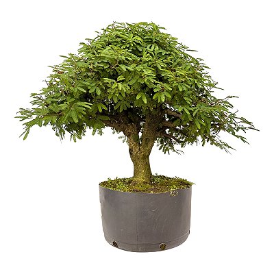 Pré Bonsai de Calliandra Rosa 9 anos ( 55 cm )