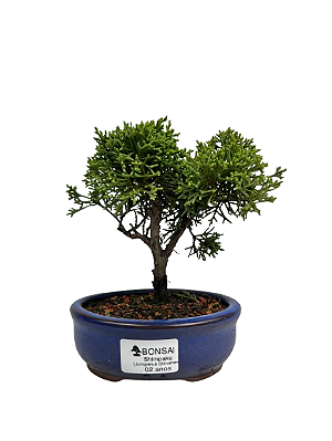 Bonsai de Junípero Shimpaku 2 anos (16 cm)