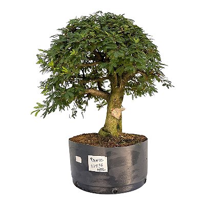 Pré Bonsai de Calliandra 9 Anos ( 50 cm )