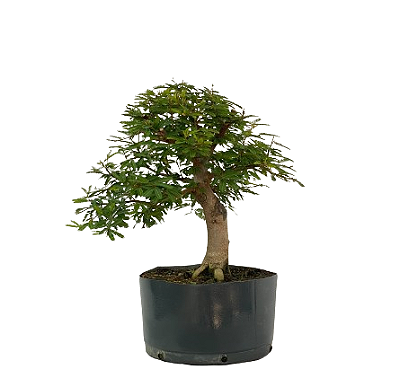 Pré Bonsai de Calliandra 6 Anos (40 cm) com Movimento
