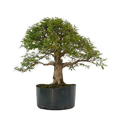Pré Bonsai de Calliandra 9 Anos (50 cm) com Movimento