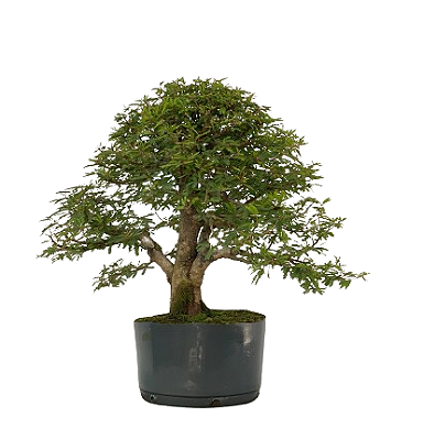 Pré Bonsai Calliandra 9 anos (50 cm)