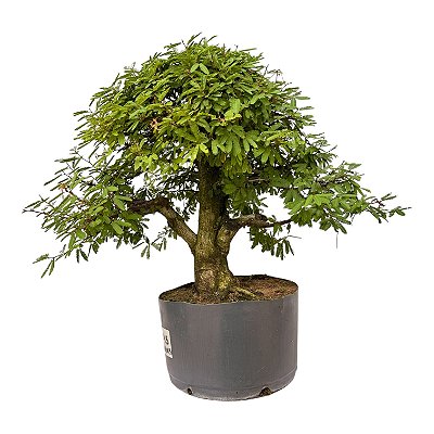 Pré Bonsai Calliandra 9 anos (50 cm)
