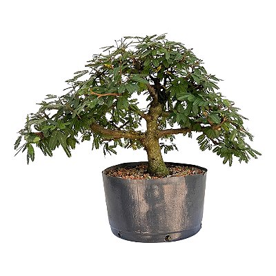 Pré Bonsai de Calliandra 6 Anos (37 cm)