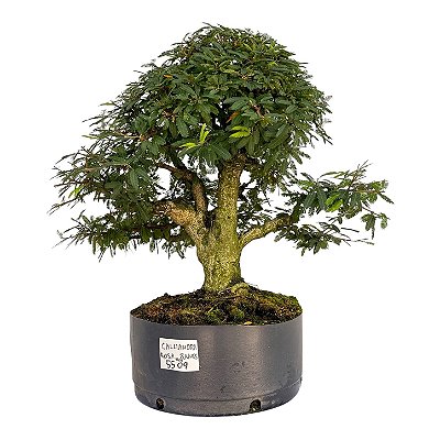 Pré Bonsai de Calliandra 8 Anos (44 cm)