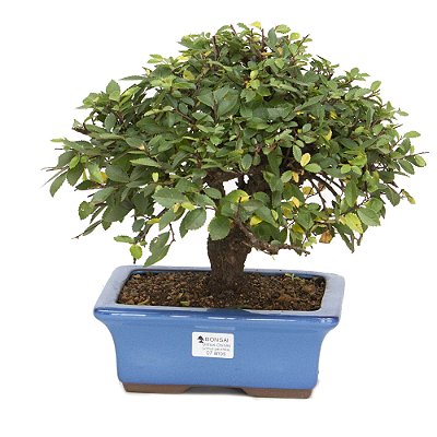 Ulmus Parvifolia Com Movimento 7 anos ( 30 cm)