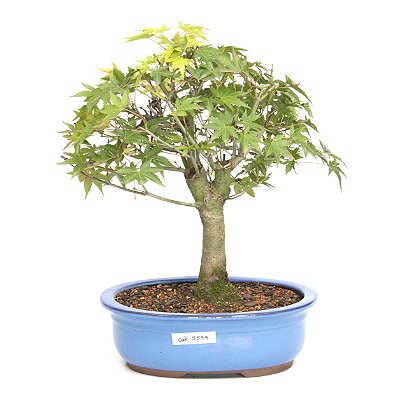 Bonsai de Acer Palmatum 14 Anos ( 38 cm)