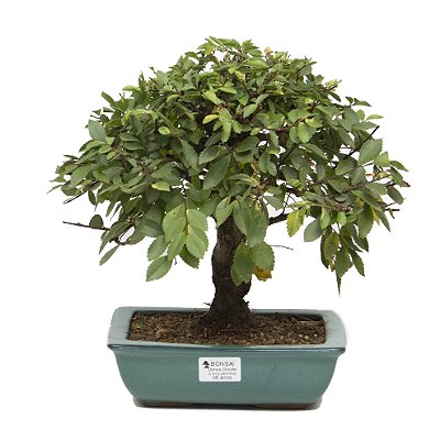 Ulmus Parvifolia Com Movimento 6 anos ( 32 cm)
