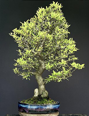 Bonsai de Piracanta laraja  20 anos ( 75 cm)