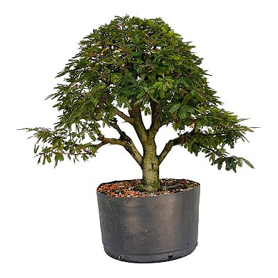 Pré Bonsai de Calliandra Rosa 07 Anos ( 44 cm )