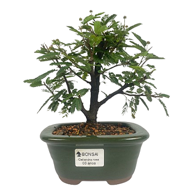 Bonsai de Calliandra Rosa 3 Anos ( 24 cm )