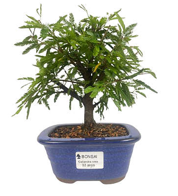 Bonsai de Calliandra Rosa 3 Anos ( 24 cm )