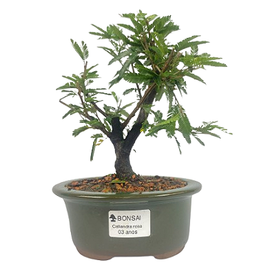 Bonsai de Calliandra Rosa 3 Anos ( 24 cm )