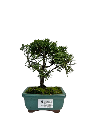 Bonsai de Junípero Shimpaku 2 anos (17 cm)