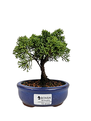 Bonsai de Junípero Shimpaku 2 anos (17 cm)
