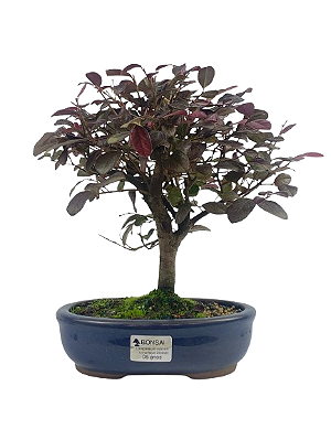 Bonsai de Loropetalum Rubrum 5 anos ( 27 cm)