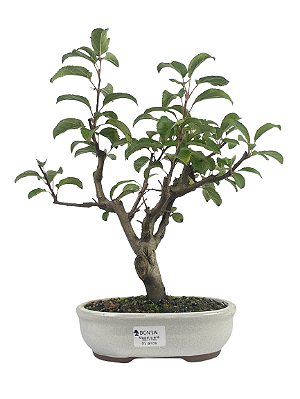 Macieira Anã (Malus Everest) 5 anos - 30 cm - Frutificando