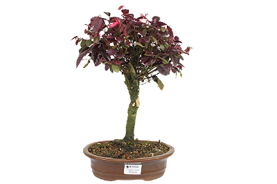 Bonsai de Loropetalum Rubrum 6 anos