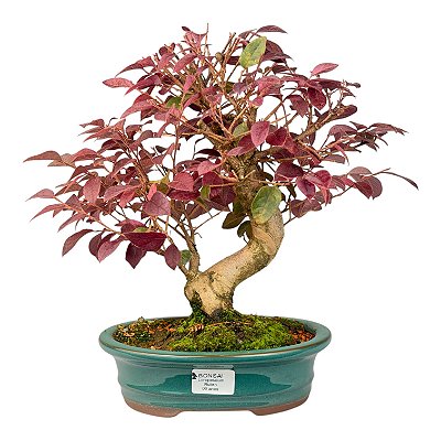 Bonsai de Loropetalum Rubrum 6 anos 32 cm