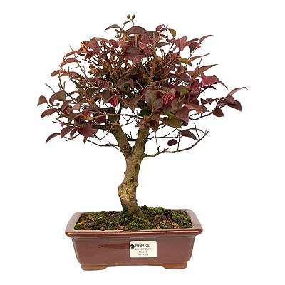 Bonsai de Loropetalum Rubrum 6 anos 32 cm