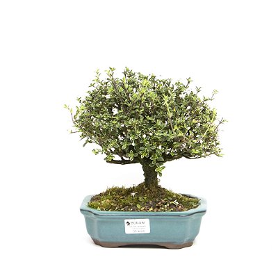 Serissa (Variegata)  5 anos ( 25 cm) Florescendo
