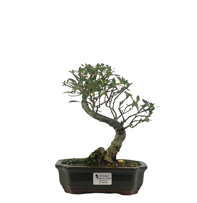 Bonsai de Jasmim do Cabo 5 anos - 26 cm