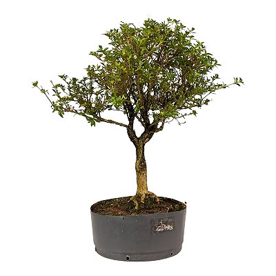 Pré Bonsai de Serissa (Phoetida) 5 anos (40 cm)